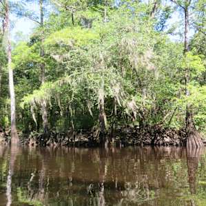 Cypress by state park