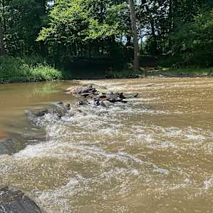 We will bring tubes next time to float from the swimming hole back to the camp ground.