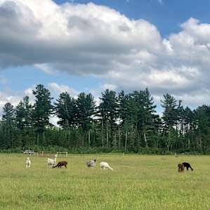 Camping with the Critters