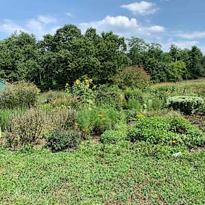 View of the herb gardens in late July.