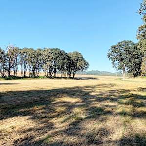 Open field