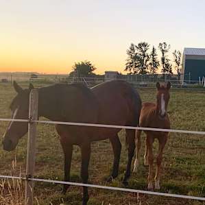 Horse Ranch near Silver Falls Park