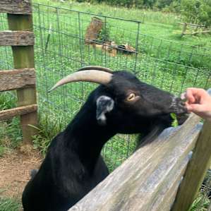 Goat time!