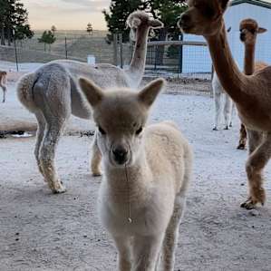 Baby alpaca we referred to as “Ryan”