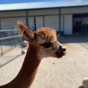 Camping with Goats and Alpacas