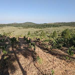 View of the hillside/vineyard from area nearby camp 2