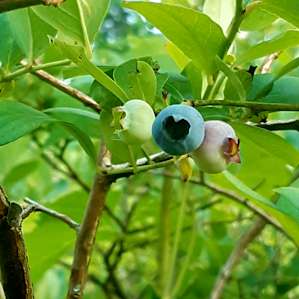 Grace's Blueberry Orchard Camping