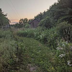 Lovely foggy morning over the dewy grasses and wildflowers at Cayuta Sun Farm.