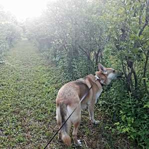 Grace's Blueberry Orchard Camping
