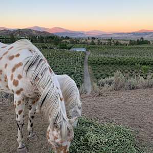 Surrounded by orchard and mt views