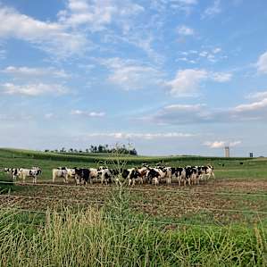 The cows were so beautiful