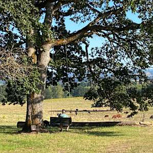 Beautiful scene from the swing!