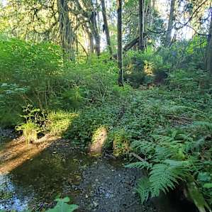 Forest Canopy Creekside - #3