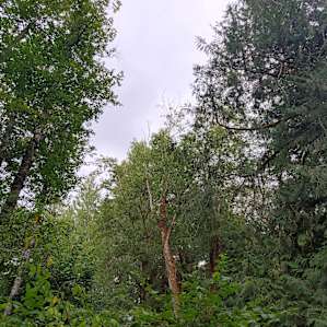 Forest Canopy Creekside - #3