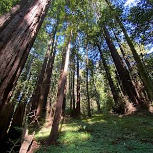 A gorgeous redwood grove