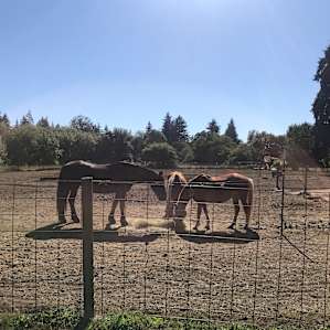 Horses having breakfast.