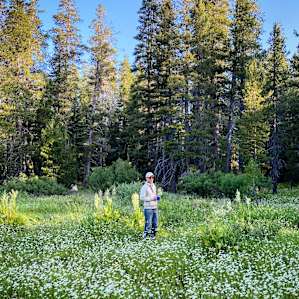Early morning in the meadow.