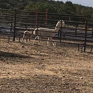 Momma Maddie and Baby Neo