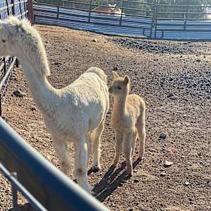 Alpaca Rescue Farm- RV Camping