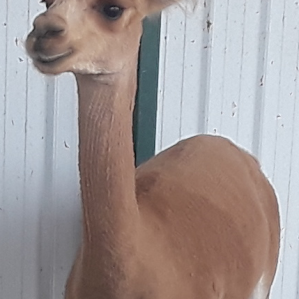 Camping with Goats and Alpacas