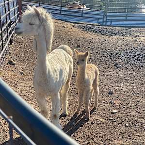 Alpaca Rescue Farm