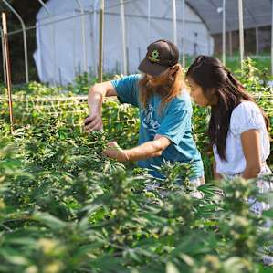 Asking Walter for a tour of the cannabis farm is a definite must for anyone staying here. You can see all the work and passion he and his crew put into the plants!