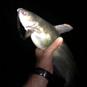 Black River Camping Ventures
