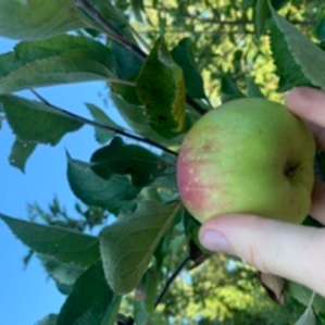 Apples in the orchard!