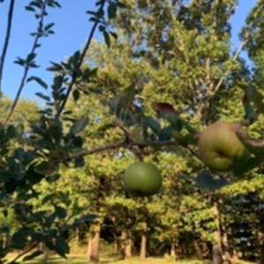 More apples!!!