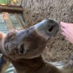 Nicholas the donkey !!! (secretly a very good dancer too... ask Ed :)