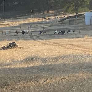 Goat herding