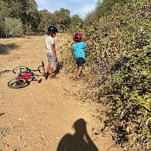 Blackberry picking time