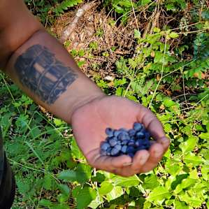 Foraging berries