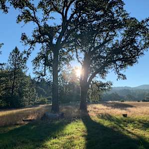 Bear Camp