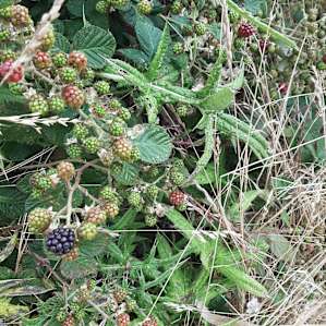 Fresh Blackberries right next to our campsite!