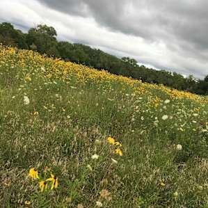 Beautiful wildflower meadow right outside the cabin