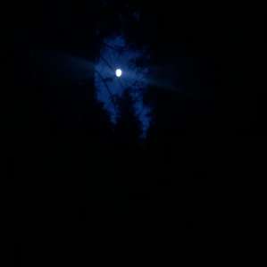 Moonlight though the trees.