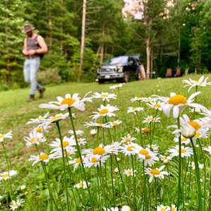Flowers and camp site in the background