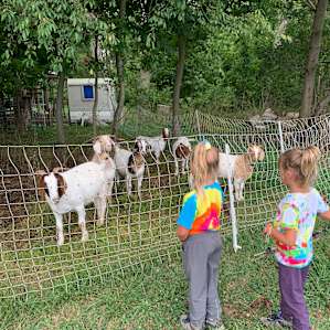 Goats on the farm we were able to hike and wave to