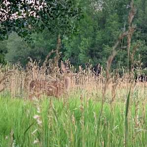 Fawns at dawn!!