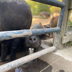 On the farm