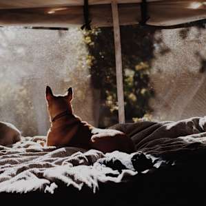 Pup-friendly, ours loved hanging out inside and watching the birds