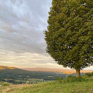 two nice trees for partial shade