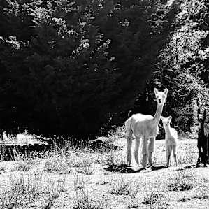 Baby alpaca with her mommy and a happy friend