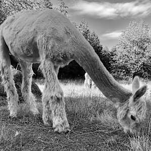Camp with Alpacas