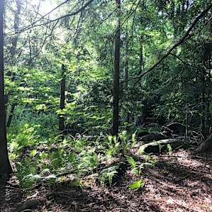 The area around the hobbit house is wooded with the floors covered with ferns.
