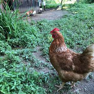 The chickens are truly free range, and aren’t afraid to wander right near your feet.