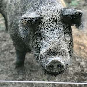 There are a few different breeds of pigs on the farm, all happy and enjoying their space! I believe this is the mangalitsa breed.