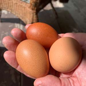 Couldn't be fresher, eggs for breakfast.