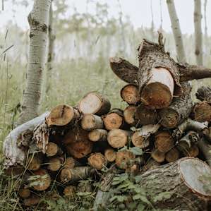 Stacked, available firewood.
